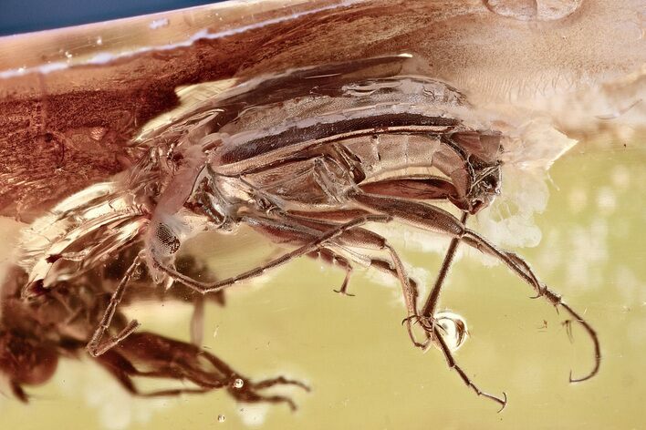 Fossil Comb-Clawed Beetle, Caddisfly & Fly Laying Eggs in Baltic Amber #307207